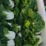 怀远精品黄心菜乌塔菜品质好价格低一手货源量大从优供全国
