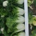 怀远精品黄心菜乌塔菜品质好价格低一手货源量大从优供全国