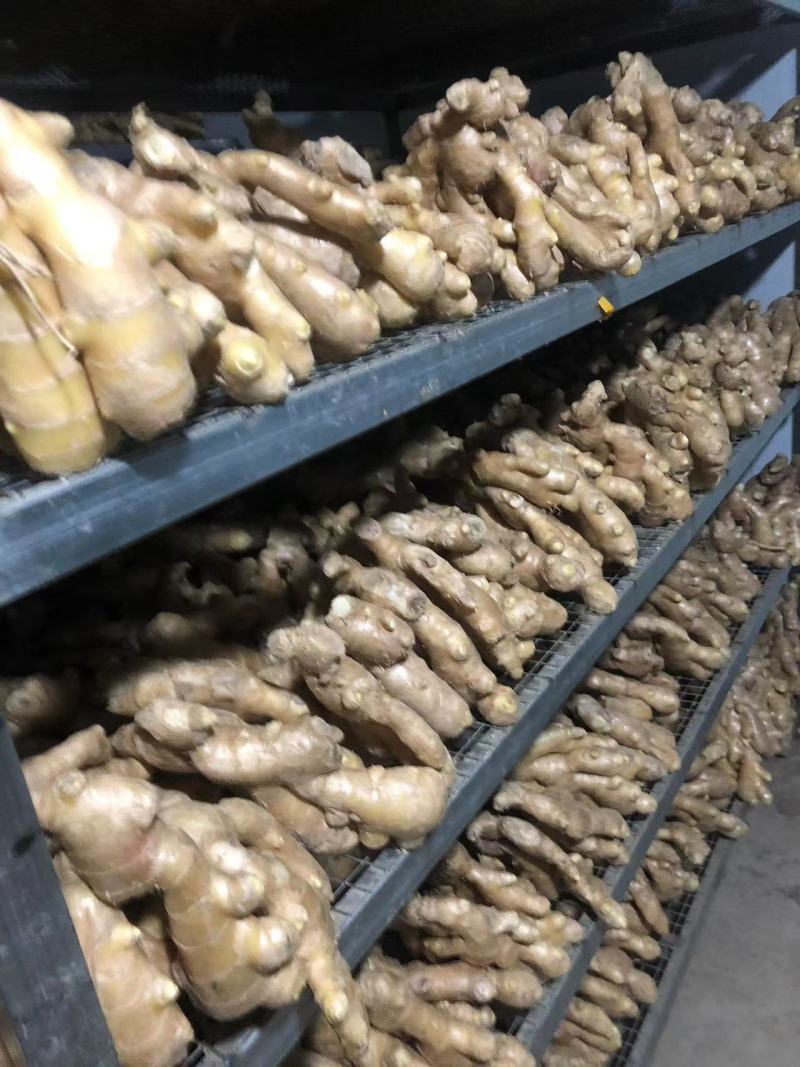 老黄姜泥姜水洗姜主流通货偏上各种货源供应