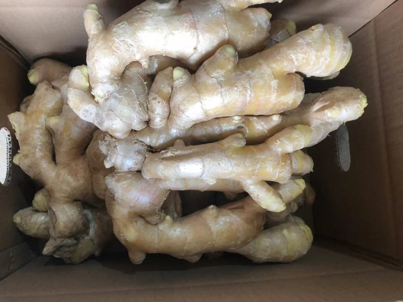 老黄姜泥姜水洗姜主流通货偏上各种货源供应