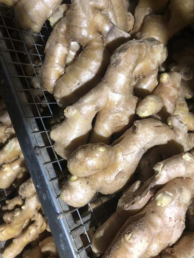 老黄姜泥姜水洗姜主流通货偏上各种货源供应