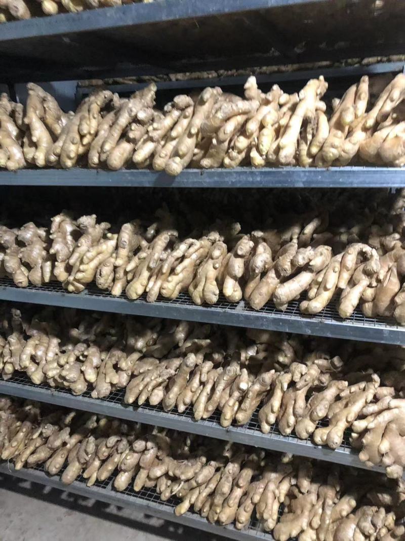 老黄姜泥姜水洗姜主流通货偏上各种货源供应