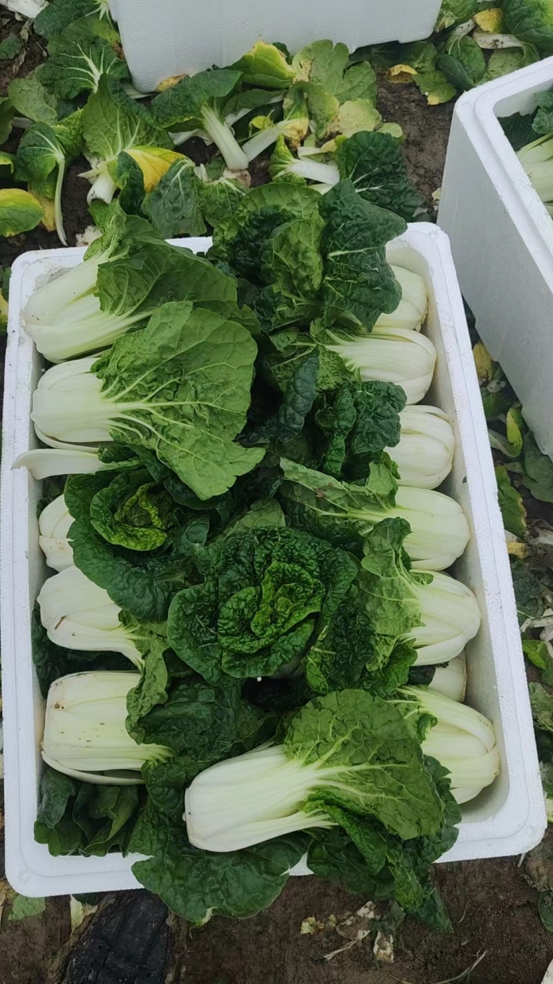 精品黄心菜口感好支持各类包装供应电商市场全平台量大价优