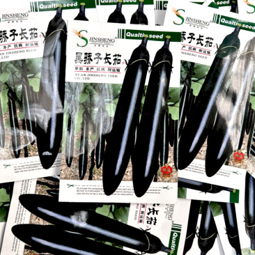 黑娇子长茄子种子黑娇子黑长茄种子籽茄嫁接苗早熟