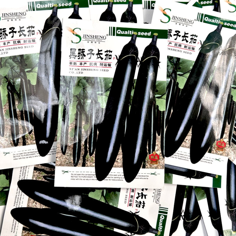 黑娇子长茄子种子黑娇子黑长茄种子籽茄嫁接苗早熟