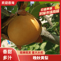 晚秋黄梨，化渣度高，甜度高，果面干净，甜度13度以上