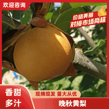 晚秋黄梨，化渣度高，甜度高，果面干净，甜度13度以上