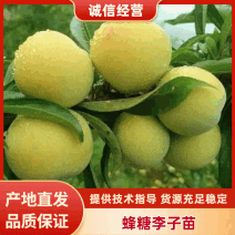 四川蜂糖李子苗，包成活包挂果，免费提供技术送授粉树生根剂