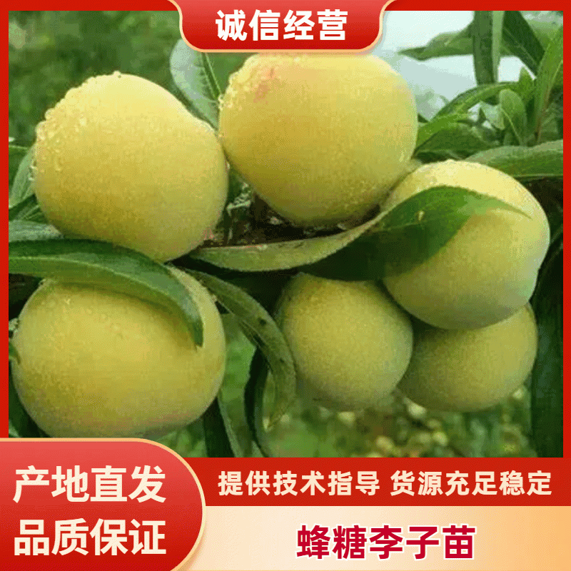 四川蜂糖李子苗，优质果树苗现货供应大量上市