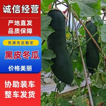 【精选】福建顺昌优质黑皮冬瓜保障品质做健康放心好货
