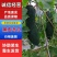 【精选】福建顺昌优质黑皮冬瓜保障品质做健康放心好货