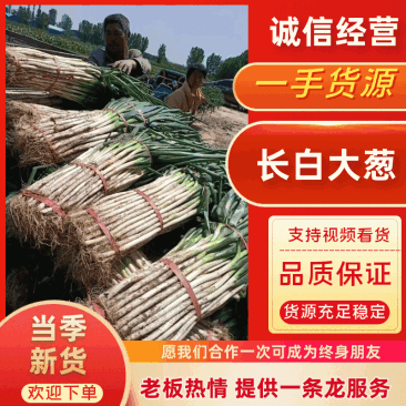 河北大葱产地五指葱，钢葱，葱白硬实，捆工好，诚信发货