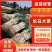 河北大葱产地五指葱，钢葱，葱白硬实，捆工好，诚信发货