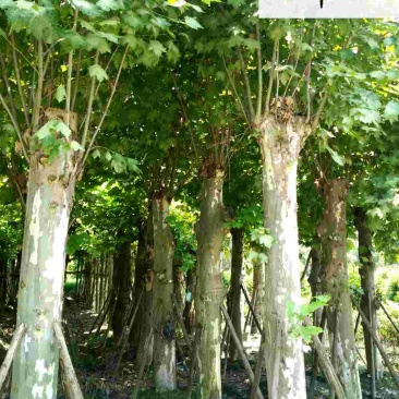 法国梧桐绿化苗木批发树形好枝繁叶茂好养易活价格实惠