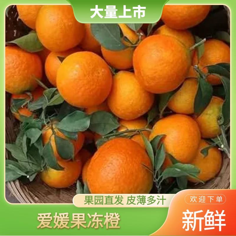 爱媛橙四川橙子爱媛果冻橙产地直供品质保障对接全国