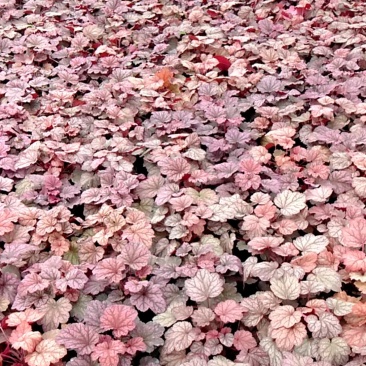 矾根杯苗批发多年生耐寒观赏草花花境花坛地被庭院绿化