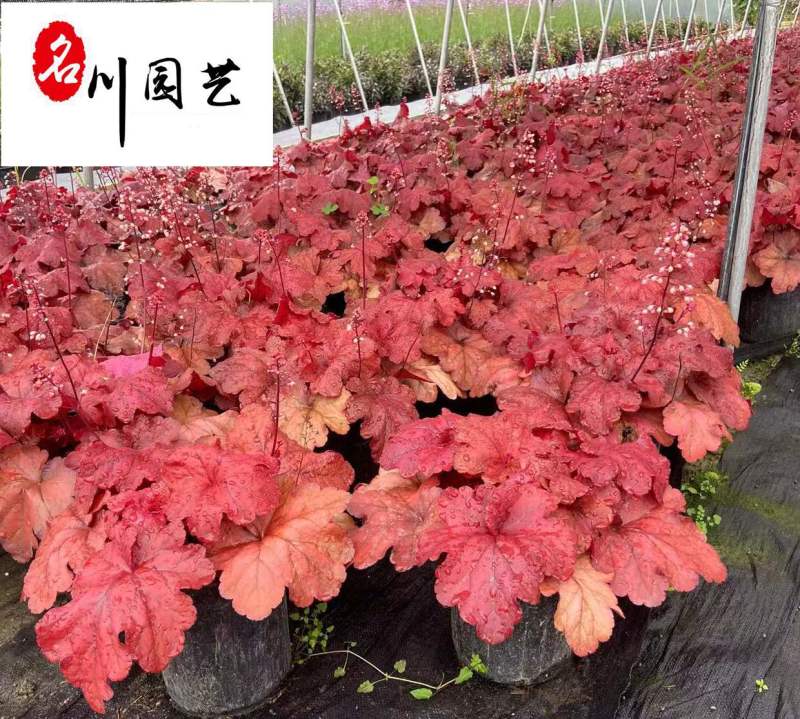 矾根杯苗批发多年生耐寒观赏草花花境花坛地被庭院绿化