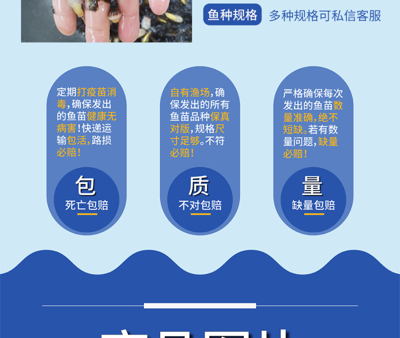 鲲腾佳品黄骨鱼苗生态养殖优选苗种全国供应技术指导