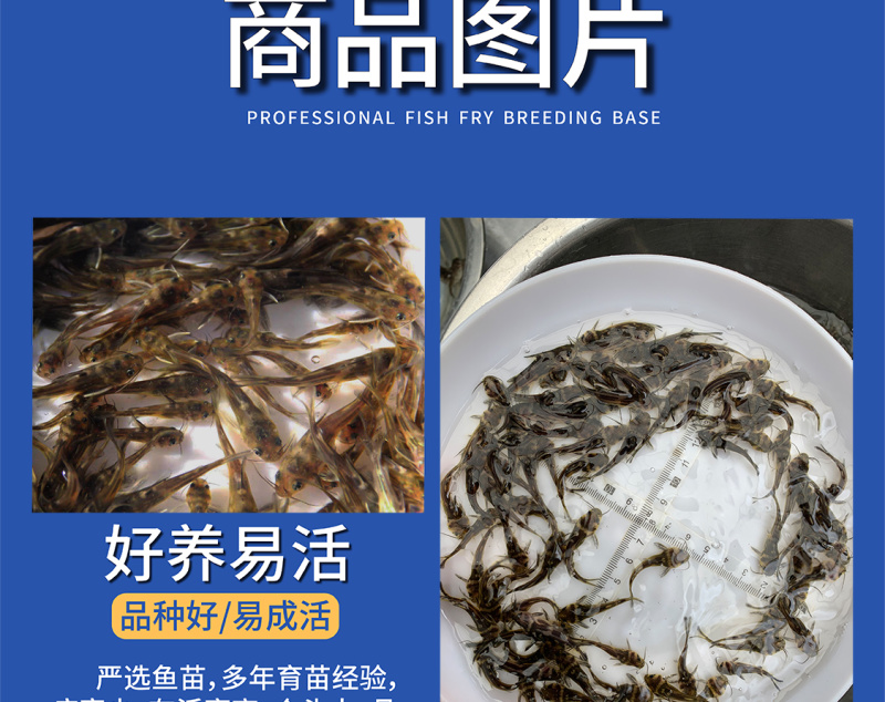 鲲腾佳品黄骨鱼苗生态养殖优选苗种全国供应技术指导