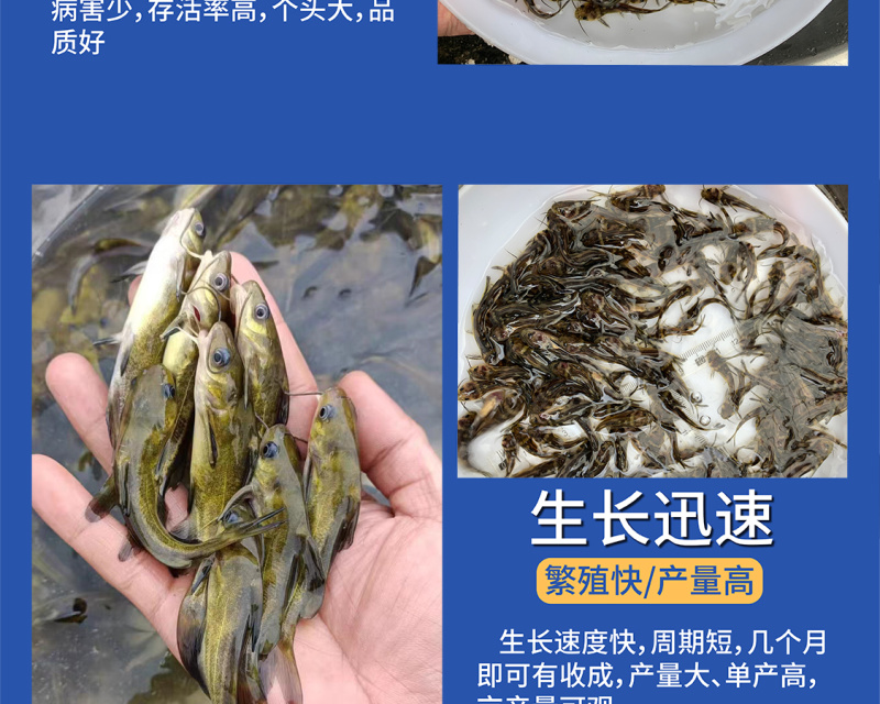 鲲腾佳品黄骨鱼苗生态养殖优选苗种全国供应技术指导