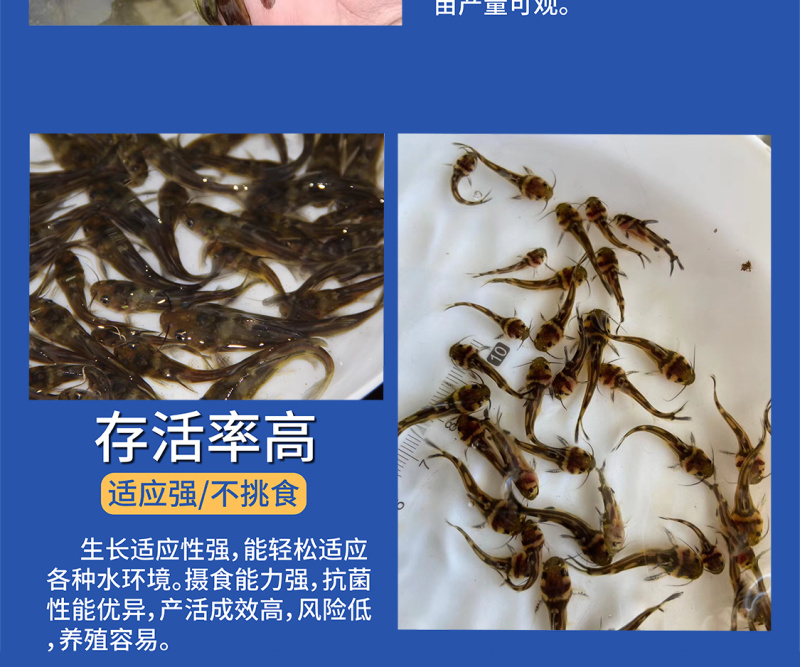 鲲腾佳品黄骨鱼苗生态养殖优选苗种全国供应技术指导