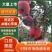 新疆阿克苏冰糖心苹果光果产地直发！售后无忧