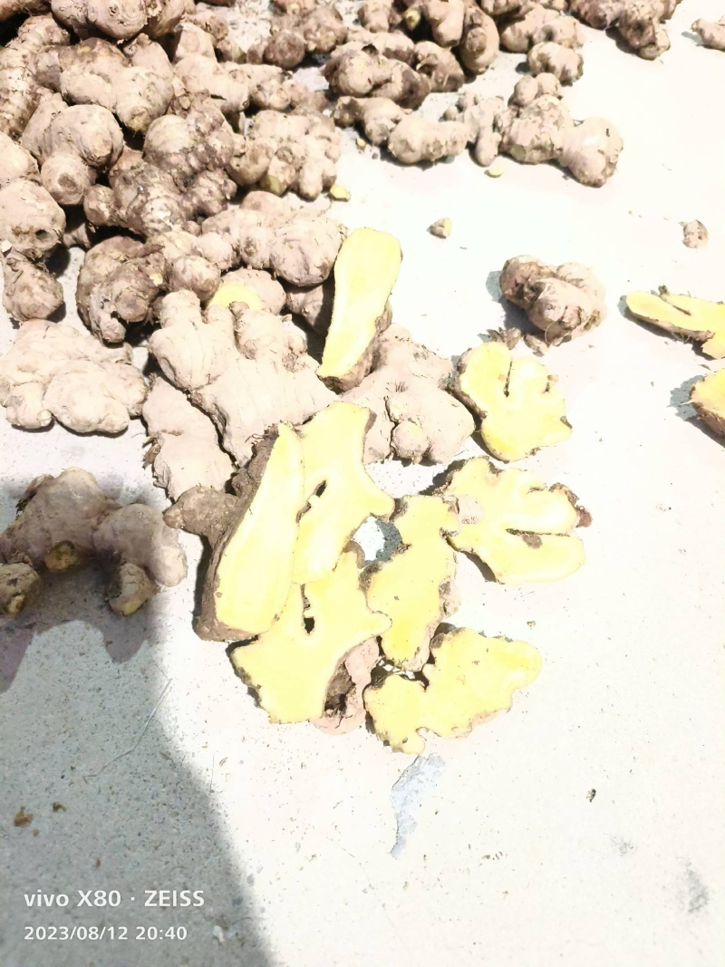 福建生姜小黄姜千亩基地大量供应货源充足质量保证