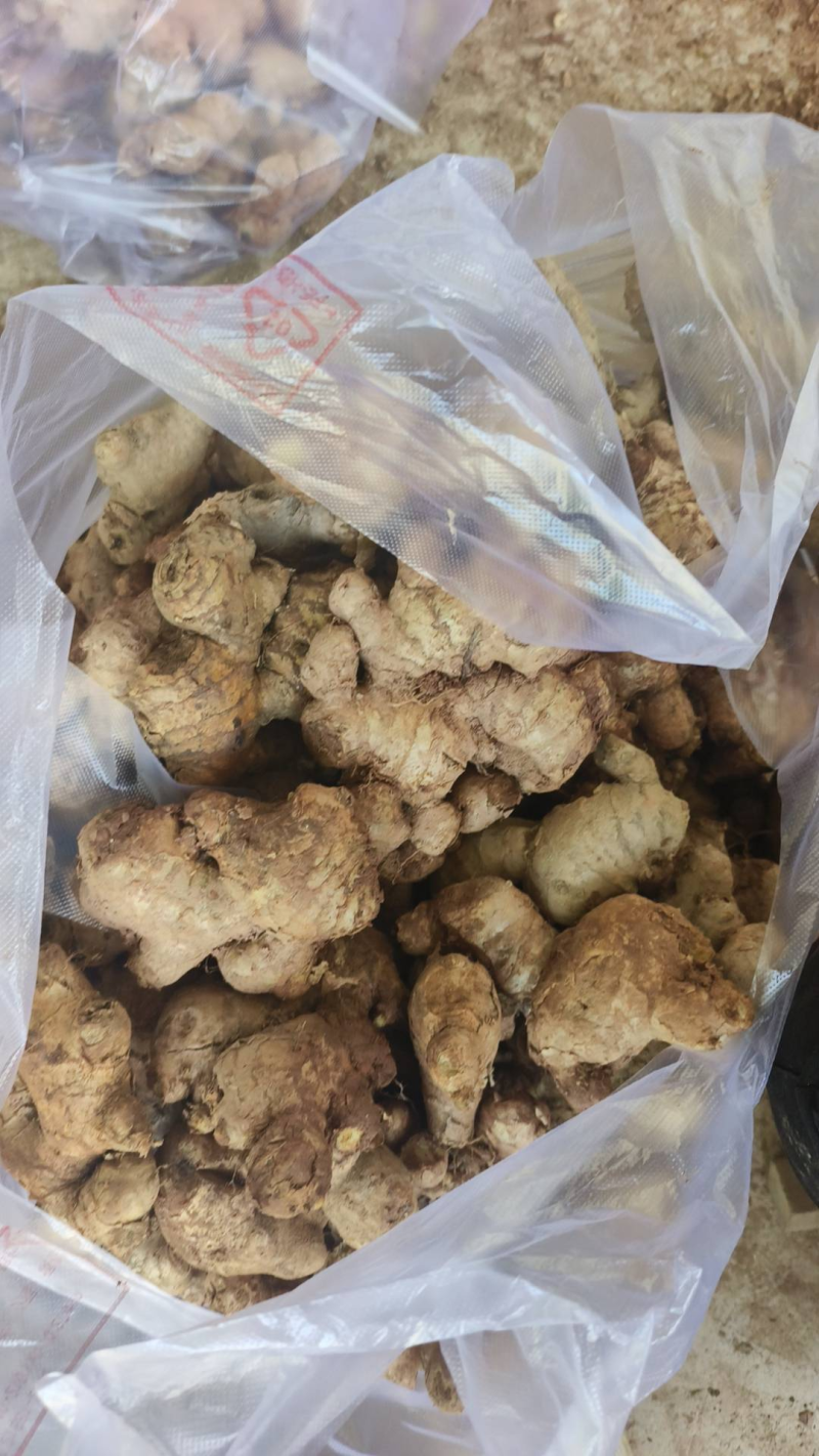 福建生姜小黄姜千亩基地大量供应货源充足质量保证