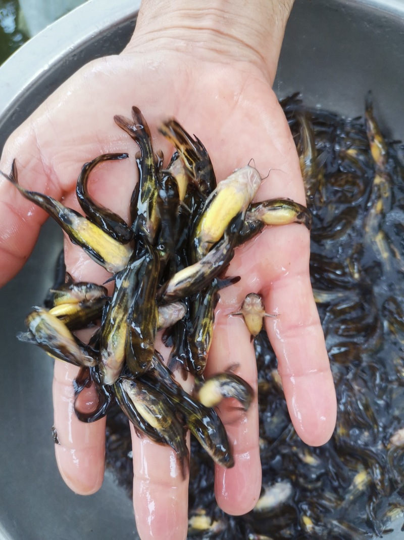 黄骨鱼苗黄颡鱼苗场地直销全国供应技术跟踪
