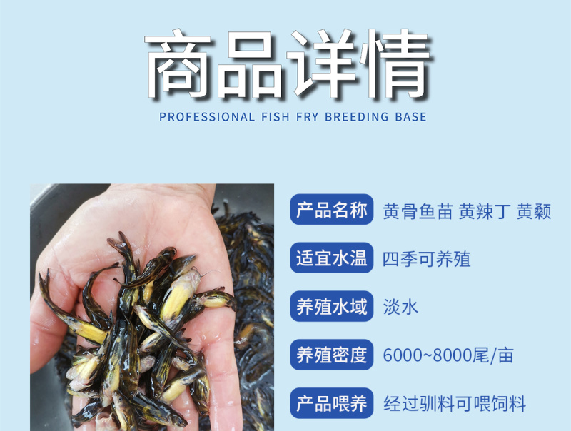 黄骨鱼苗黄颡鱼苗场地直销全国供应技术跟踪