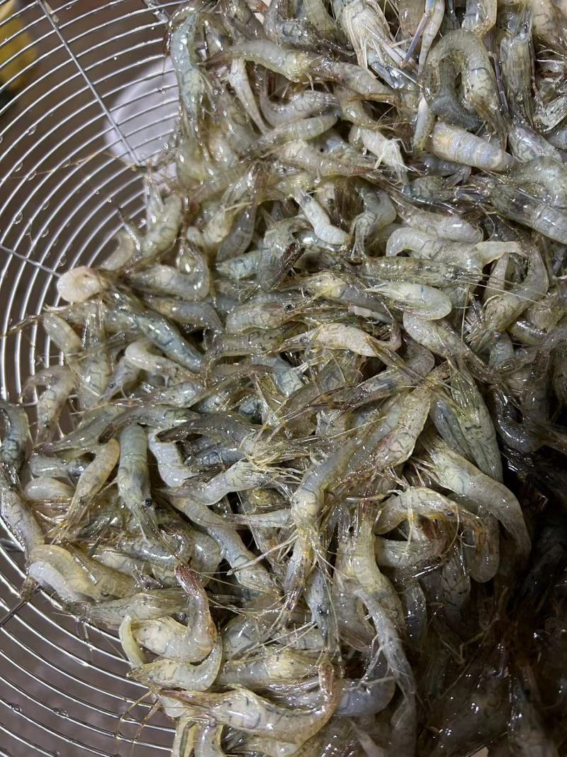 新鲜速冻小青虾冷冻河虾量大价优欢迎采购