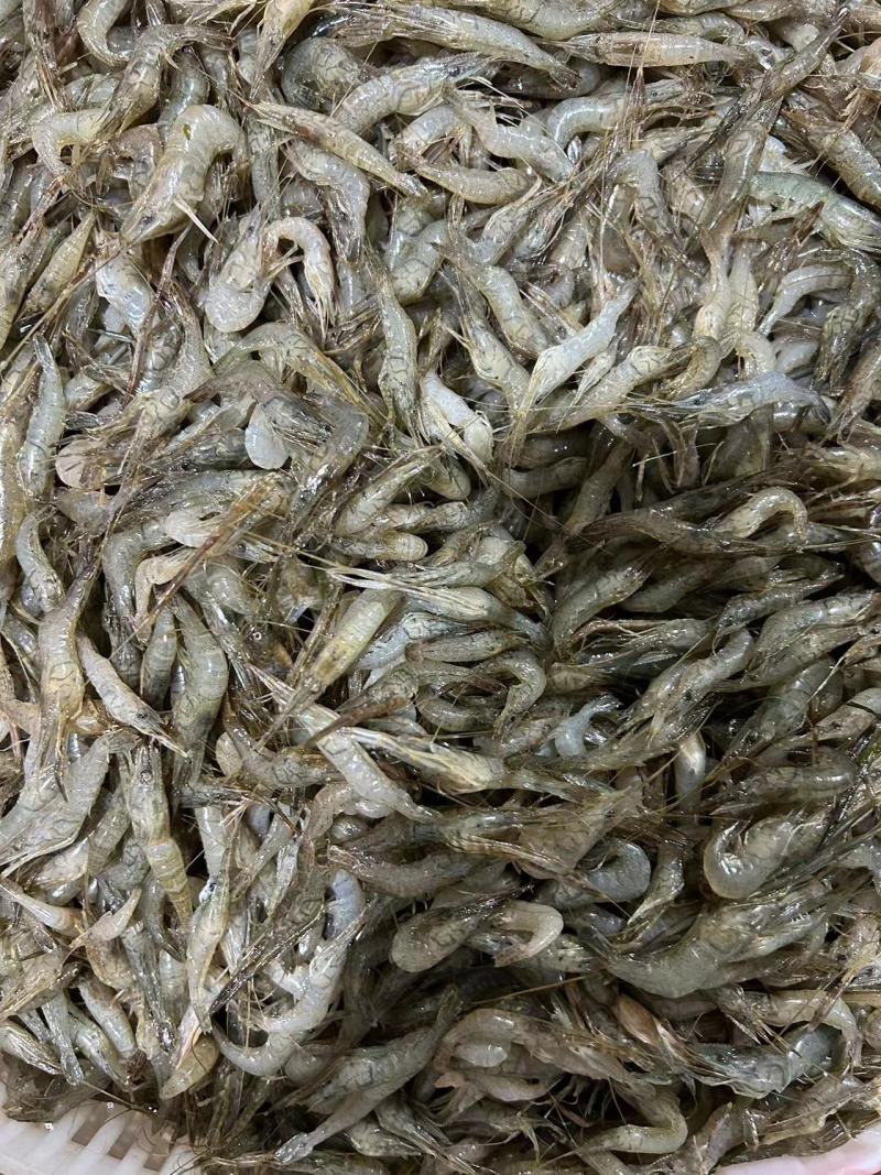 新鲜速冻小青虾冷冻河虾量大价优欢迎采购