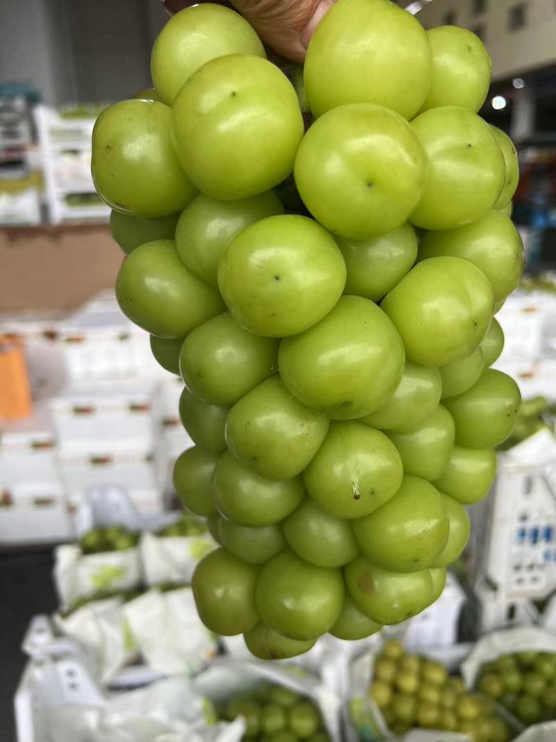 精选阳光玫瑰葡萄上市了品质好可视频看货价格实惠欢迎选购