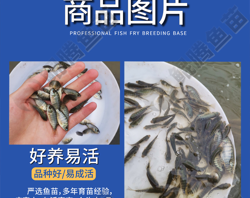 鲲腾优选罗非鱼苗良种选育健康成长全国直售养殖指导