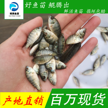 罗非鱼苗海南一号好鱼苗鲲腾出全国供应
