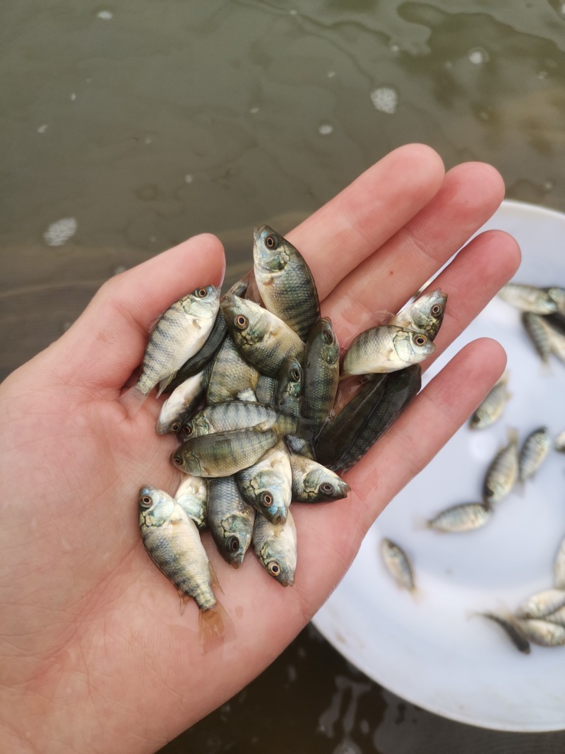 罗非鱼苗海南一号好鱼苗鲲腾出全国供应