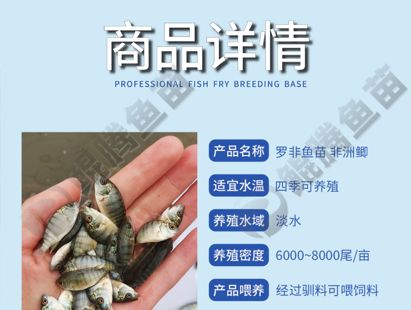 罗非鱼苗海南一号好鱼苗鲲腾出全国供应