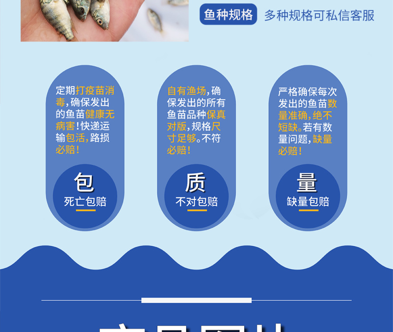 罗非鱼苗海南一号好鱼苗鲲腾出全国供应