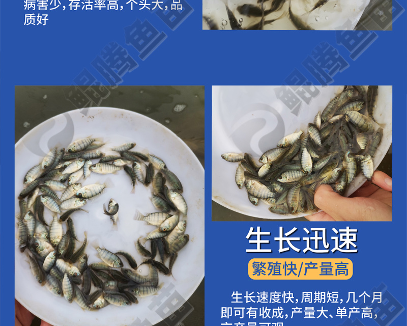 罗非鱼苗海南一号好鱼苗鲲腾出全国供应