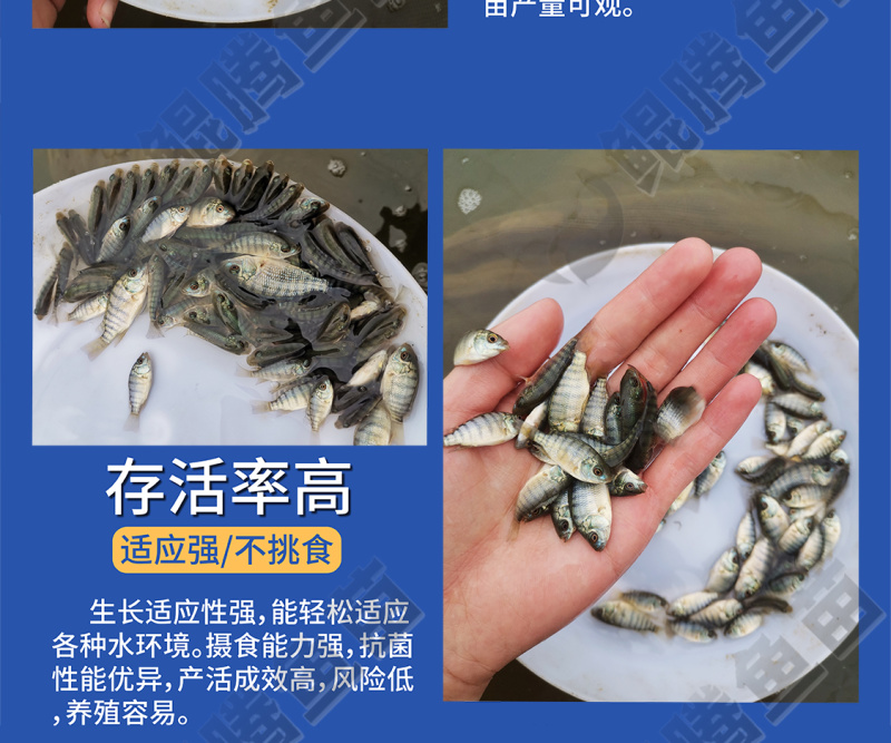 罗非鱼苗海南一号好鱼苗鲲腾出全国供应