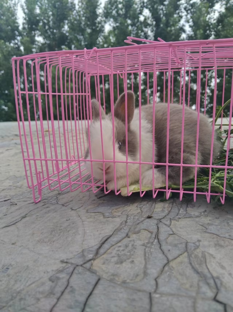 宠物兔宠物兔质量好！30只起批，提供饲养技术！