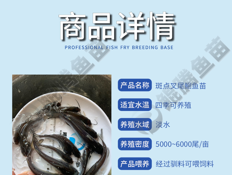 鲲腾优选叉尾鮰鱼苗斑点叉尾鮰鱼苗好鱼苗鲲腾出