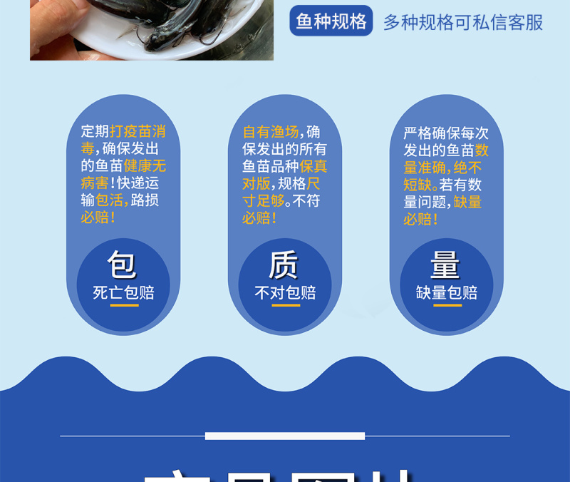 鲲腾优选叉尾鮰鱼苗斑点叉尾鮰鱼苗好鱼苗鲲腾出