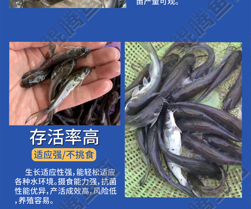 鲲腾优选叉尾鮰鱼苗斑点叉尾鮰鱼苗好鱼苗鲲腾出