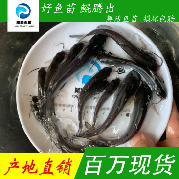 叉尾鮰鱼苗美国斑点叉尾鮰鱼全国供应技术跟踪