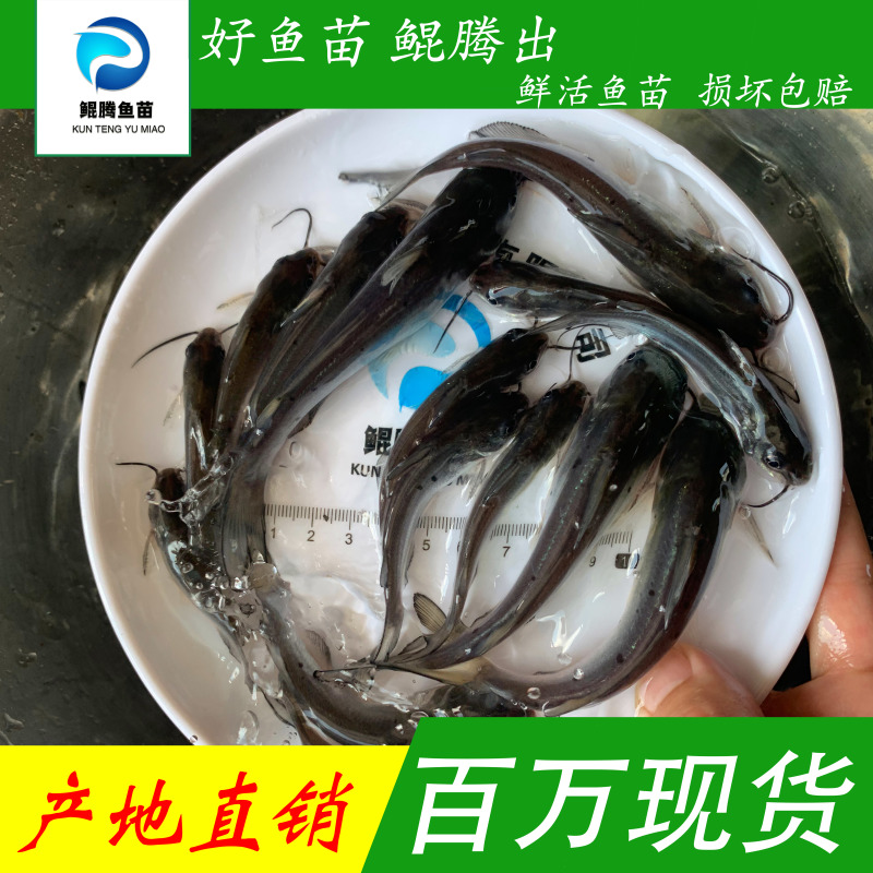 叉尾鮰鱼苗美国斑点叉尾鮰鱼全国供应技术跟踪