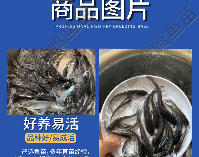 叉尾鮰鱼苗美国斑点叉尾鮰鱼全国供应技术跟踪