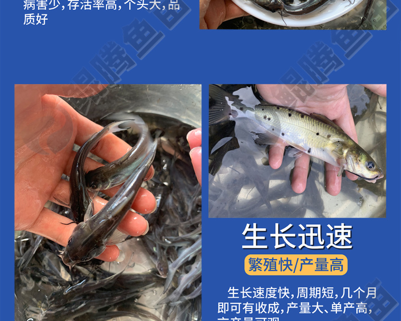叉尾鮰鱼苗美国斑点叉尾鮰鱼全国供应技术跟踪