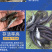 叉尾鮰鱼苗美国斑点叉尾鮰鱼全国供应技术跟踪