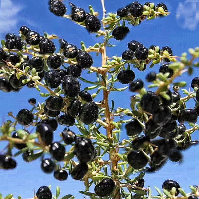 黑枸杞新疆特产无加工原味大颗粒泡茶泡水喝料包邮批发